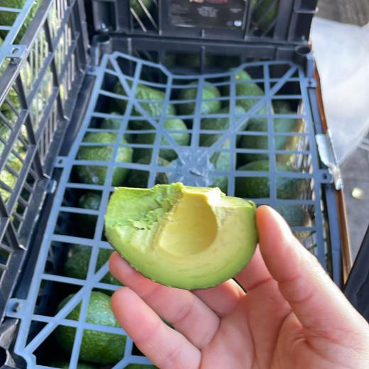 Aguacate Hass img2