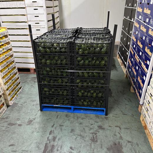 Aguacate Hass img0