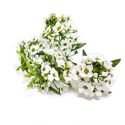 Flor de aliso (Alyssum)