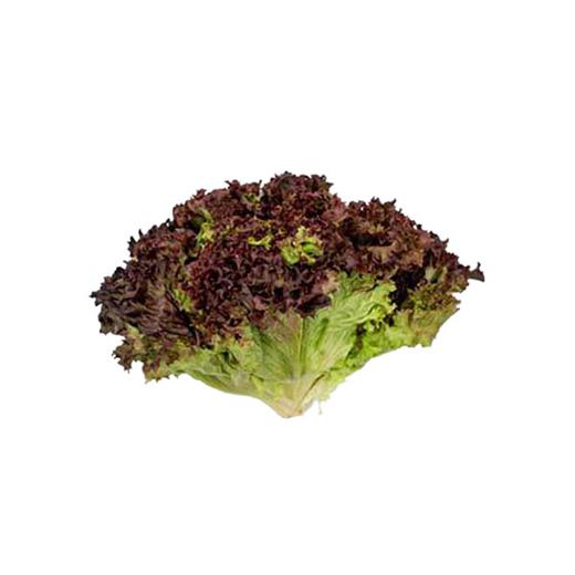 Lechuga Lollo Rosso