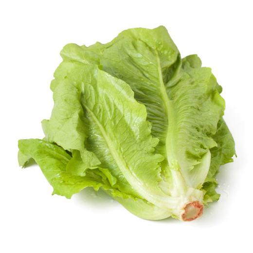 Lechuga Romana img0