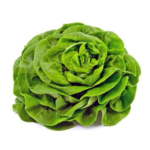 Lechuga Trocadero