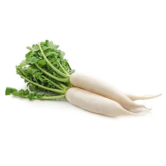 Nabo Daikon