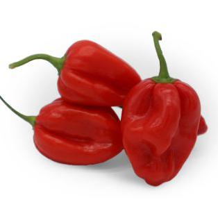 Pimiento Habanero Rojo